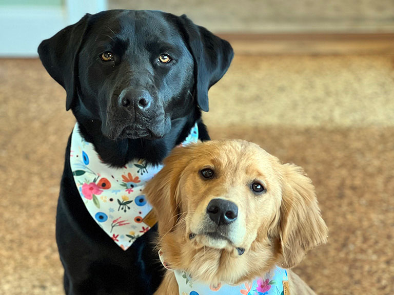 Lily & Mable / Official Dog Greeters